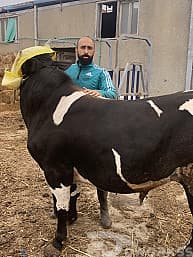 بيع وشراء وذبح مواشى