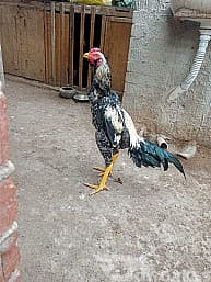 استشارى تربية دواجن